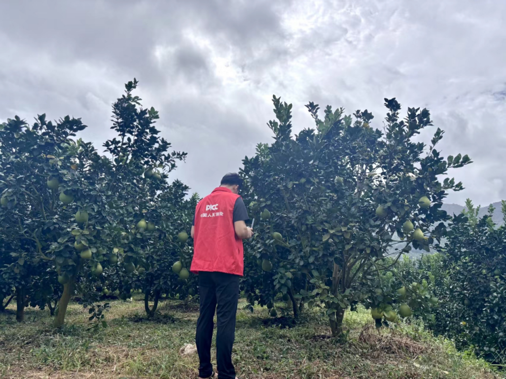 <b>人保财险多举措护航梅州金柚产业高质量发展</b>